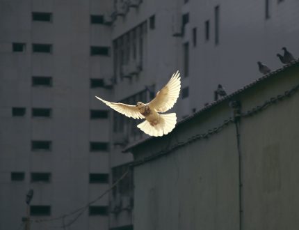 flying dove in cityscape